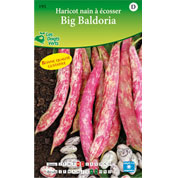 haricot nain a ecosser big baldoria